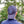 Nova Scotia Spirit Co. Dad Hat